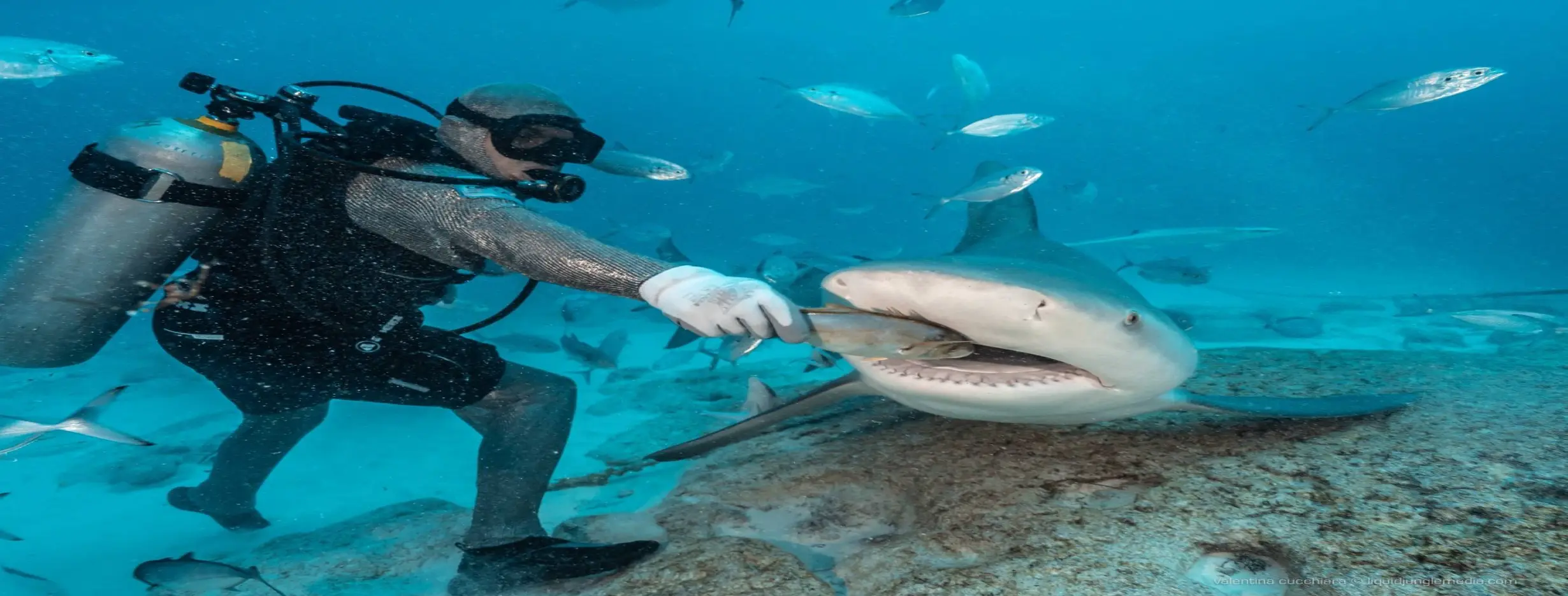 Image for Shark Feeding